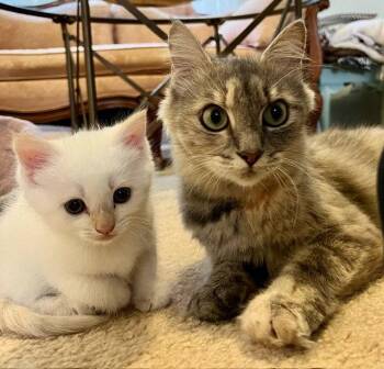 Honey -  Domestic Short Hair Cat for Adoption in Herndon, Virginia - Honey | PetCurious