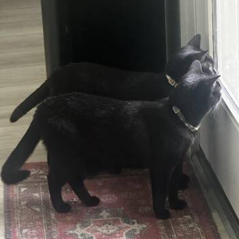 Luna & Loki -  Domestic Short Hair Cat for Adoption in Liverpool, Texas - Luna & Loki | PetCurious