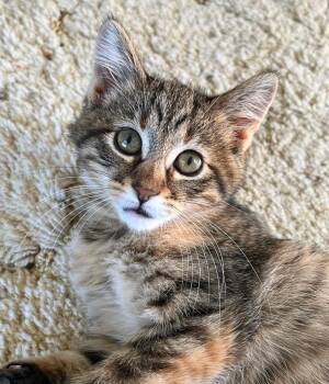 Dr. Kelly -  Domestic Short Hair Cat for Adoption - Dr. Kelly | PetCurious