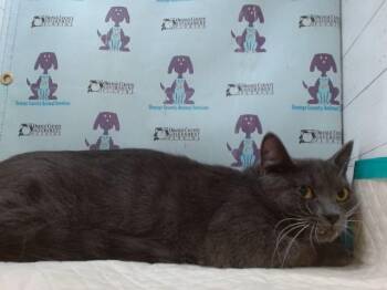 HOPE -  Domestic Short Hair Cat for Adoption in Orlando, Florida - HOPE | PetCurious