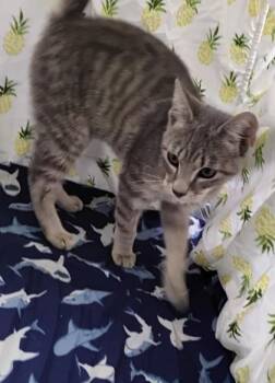 Nadia -  Domestic Short Hair Cat for Adoption in Gainesville, Florida - Nadia | PetCurious