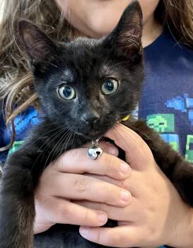 Aragorn Of The Shire -  Domestic Short Hair Cat Available for Adoption in Chandler, Arizona - Aragorn Of The Shire | PetCurious