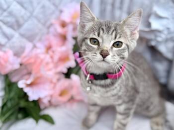 Alexia-Transport -  Domestic Short Hair Cat for Adoption in Gradyville, Kentucky - Alexia-Transport | PetCurious