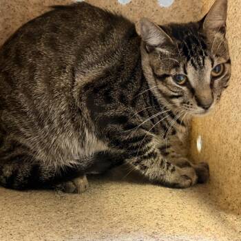 TUSC-Wildlife-84860 -  Domestic Short Hair Cat for Adoption in Tuscaloosa, Alabama - TUSC-Wildlife-84860 | PetCurious