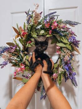 Blake -  Domestic Short Hair Cat for Adoption in Goodyear, Arizona - Blake | PetCurious