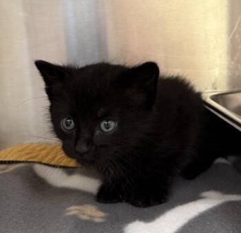 Sprite -  Domestic Short Hair Cat for Adoption in Black Eagle, Montana - Sprite | PetCurious
