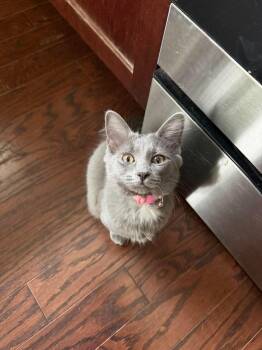 Destiny -  Domestic Short Hair Cat for Adoption in Clayton, North Carolina - Destiny | PetCurious