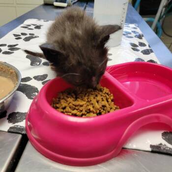 Domestic Short Hair Cats Available for Adoption in New York, New York - Smokey | PetCurious