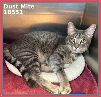 Domestic Short Hair and Tabby Cats Available for Adoption in Marietta, Georgia - DUST MITE | PetCurious