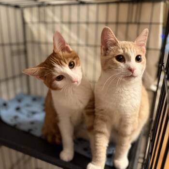 Moose & Tilty -  Domestic Short Hair Cat for Adoption in Syracuse, New York - Moose & Tilty | PetCurious
