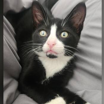 Halfway There -  Domestic Short Hair Cat for Adoption in Fredericksburg, Virginia - Halfway There | PetCurious