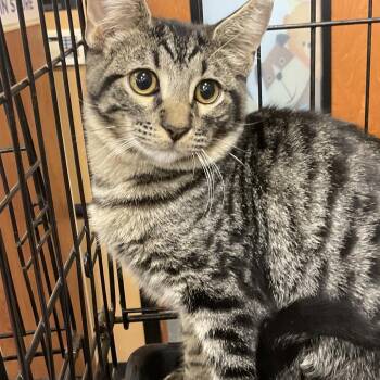 Mufasa -  Domestic Short Hair Cat for Adoption in Gonzales, Louisiana - Mufasa | PetCurious