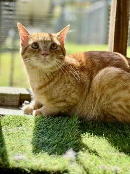Rescue Tabby Cats for Adoption - Moe | PetCurious