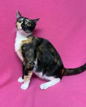 Eponine -  Calico Cat for Adoption in Kingsland, Georgia - Eponine | PetCurious
