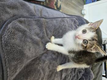 Liberty -  Domestic Short Hair Cat for Adoption in Philadelphia, Pennsylvania - Liberty | PetCurious