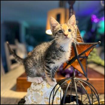 Rescue Domestic Short Hair and Torbie Cats for Adoption in Roswell, Georgia - Grave | PetCurious
