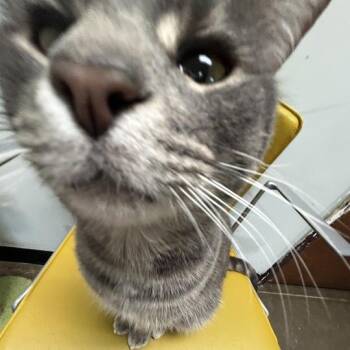 Corbin -  Domestic Short Hair Cat for Adoption in Davenport, Iowa - Corbin | PetCurious