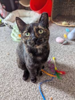 Azura -  Domestic Short Hair Cat for Adoption in Seven Valleys, Pennsylvania - Azura | PetCurious
