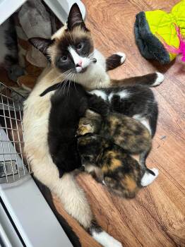 Mystery -  Siamese and Domestic Medium Hair Cat for Adoption in Wasilla, Alaska - Mystery | PetCurious