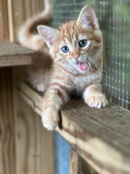 Domestic Short Hair Cats Available for Adoption in Groveland, Massachusetts - Apollo | PetCurious