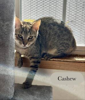 Cashew -  Domestic Short Hair Cat for Adoption in Chalfont, Pennsylvania - Cashew | PetCurious