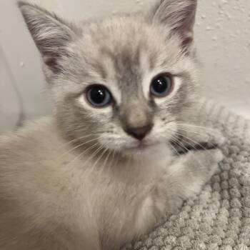 Oats -  Siamese Cat for Adoption in Great Falls, Montana - Oats | PetCurious