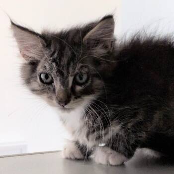 Manta Ray -  Domestic Short Hair Cat for Adoption in Reno, Nevada - Manta Ray | PetCurious