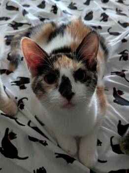 Rescue Calico Cats for Adoption in San Antonio, Texas - River Song | PetCurious