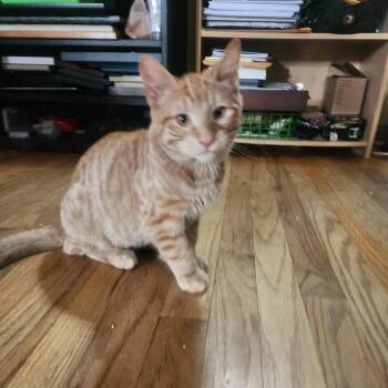 Elio -  Domestic Short Hair Cat for Adoption in Gladstone, Oregon - Elio | PetCurious