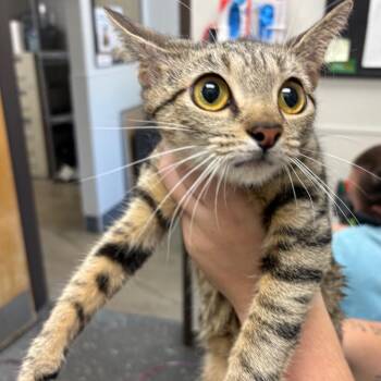 Shuggy -  Domestic Short Hair Cat for Adoption in Columbiana, Alabama - Shuggy | PetCurious