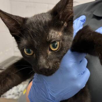 Stetson -  Domestic Short Hair Cat Available for Adoption in TIMBERCRK CYN, Texas - Stetson | PetCurious