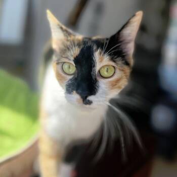 Squeaky -  Domestic Short Hair Cat for Adoption in Durham, North Carolina - Squeaky | PetCurious