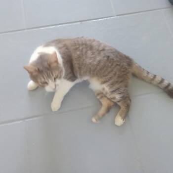 Domestic Short Hair Cats Available for Adoption in Casa Grande, Arizona - Missy | PetCurious