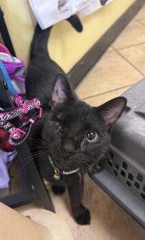Marty Very Nice -  Domestic Short Hair Cat for Adoption in Hudson, New York - Marty Very Nice | PetCurious
