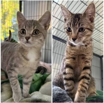 Scarlett -  Domestic Short Hair Cat for Adoption in Larkfield-wikiup, California - Scarlett | PetCurious