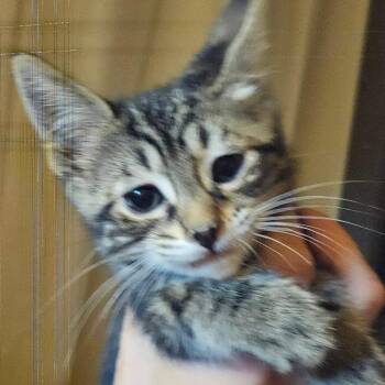 Luke (1) -  Domestic Short Hair Cat for Adoption in Belfair, Washington - Luke (1) | PetCurious