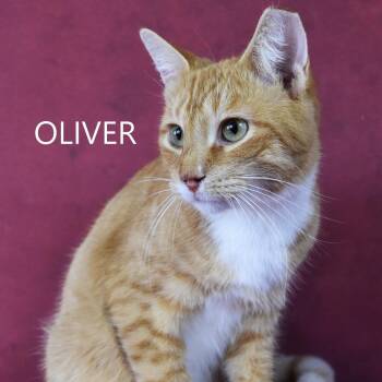 Oliver -  Domestic Short Hair Cat for Adoption in Yuma, Arizona - Oliver | PetCurious