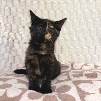 Domestic Short Hair Cats Available for Adoption in Riverwoods, Illinois - Candyland | PetCurious