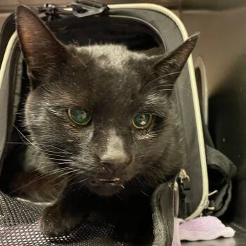 Rescue Domestic Short Hair Cats for Adoption in South Burlington, Vermont - Jack Daniels | PetCurious