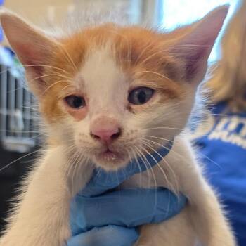 Simon -  Domestic Short Hair Cat for Adoption in Council Bluffs, Iowa - Simon | PetCurious