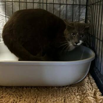 Domestic Short Hair Cats Available for Adoption in Stephenville, Texas - Taco | PetCurious