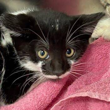 Patsy -  Domestic Short Hair Cat for Adoption in Jeffersonville, Indiana - Patsy | PetCurious