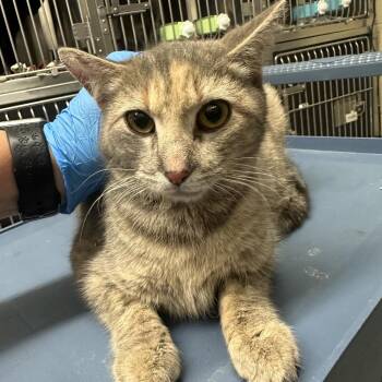 Blondie -  Domestic Short Hair Cat for Adoption in Concord, North Carolina - Blondie | PetCurious