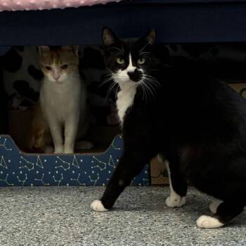 Peach -  Domestic Short Hair Cat for Adoption in Dayton, Ohio - Peach | PetCurious