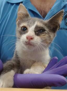 FLORA -  Domestic Short Hair Cat for Adoption in Doral, Florida - FLORA | PetCurious