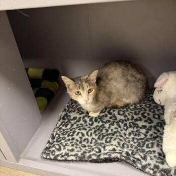 Tiki -  Domestic Short Hair Cat for Adoption in Hamburg, New York - Tiki | PetCurious