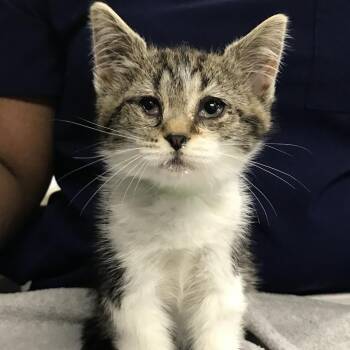 Olive -  Domestic Medium Hair Cat for Adoption in Newark, New Jersey - Olive | PetCurious