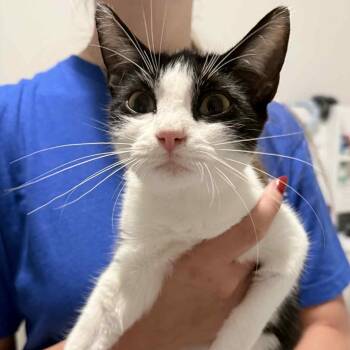 Rescue Domestic Short Hair Cats for Adoption in Little Mountain, South Carolina - Nyla Harper | PetCurious