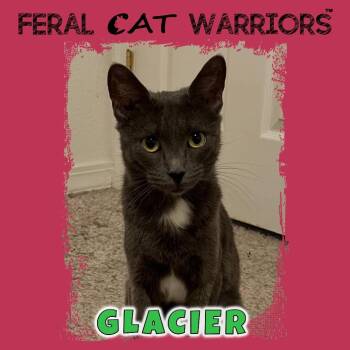 Glacier -  Domestic Short Hair Cat for Adoption in Squamish, British Columbia - Glacier | PetCurious
