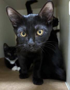 COLBY -  Domestic Short Hair Cat for Adoption in Dedham, Massachusetts - COLBY | PetCurious